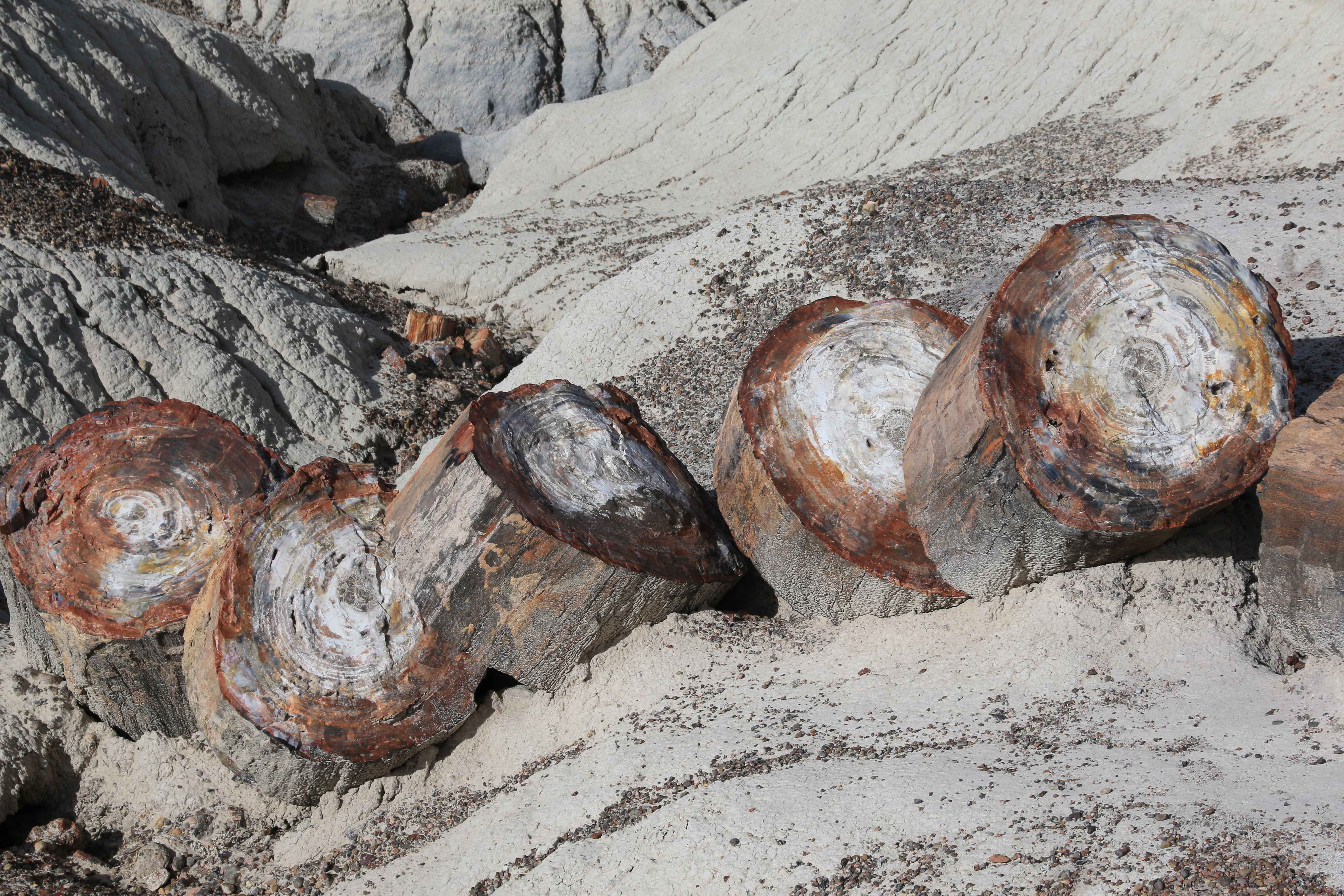 Petrified Forest NP